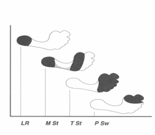 <p><span style="color: red;"><strong>1.      Shock absorption</strong></span></p><p><span style="color: red;"><strong>2.      Maintain balance during single limb support</strong></span></p><p><span style="color: red;"><strong>3.      Propulsion</strong></span></p>