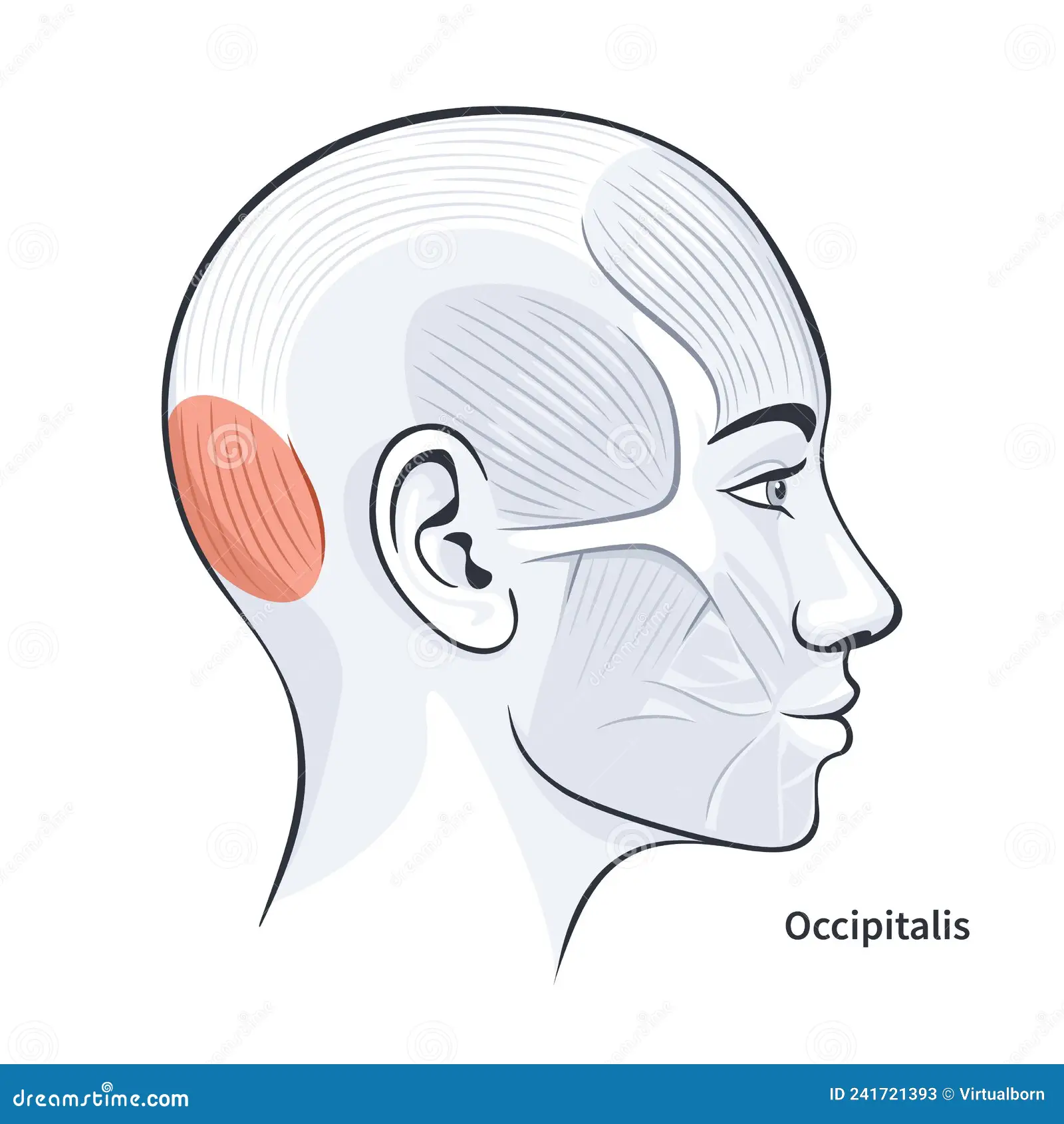 <p>Pulls scalp backward.</p>