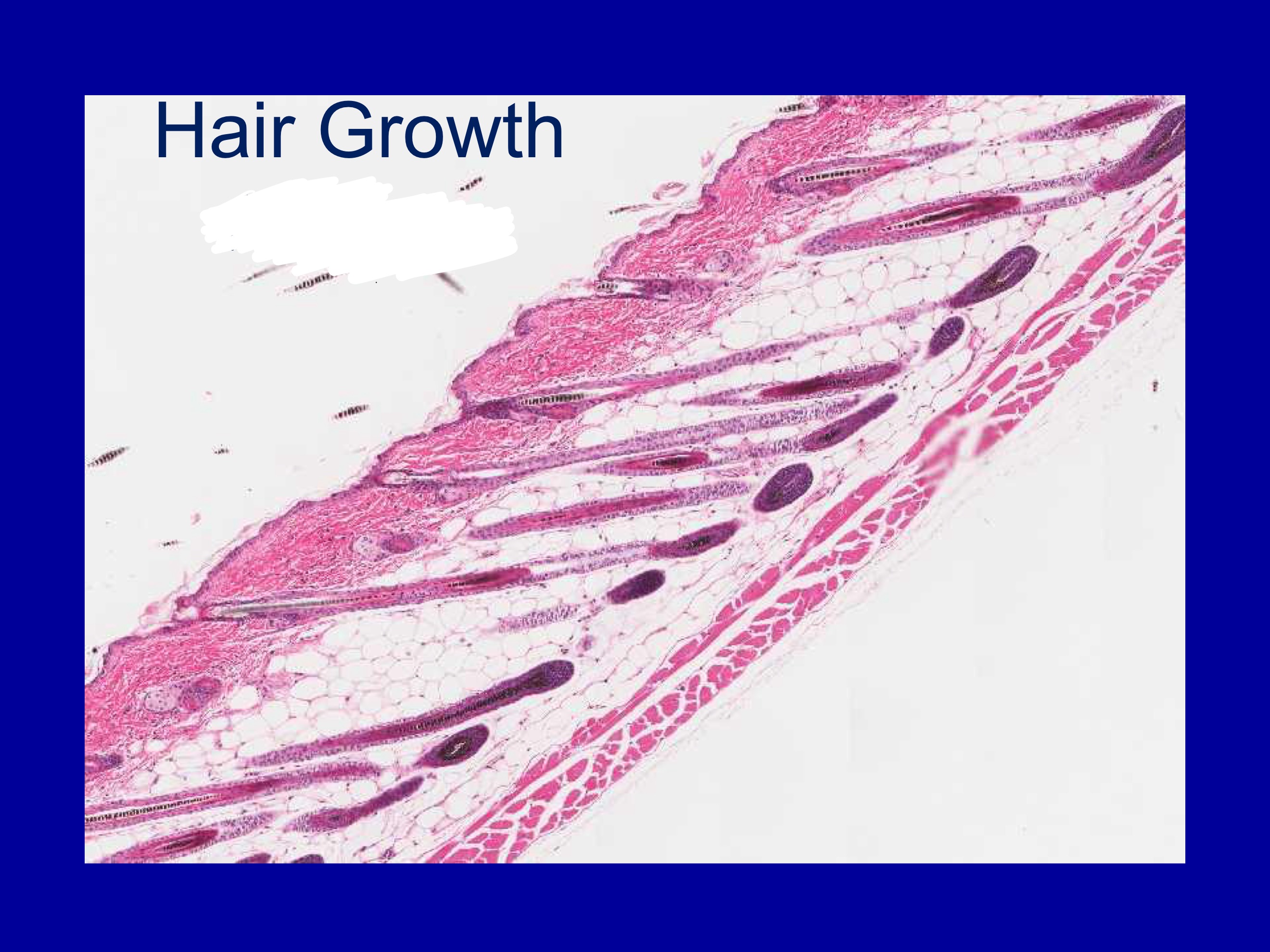 <p>what kind of hair is this?</p>