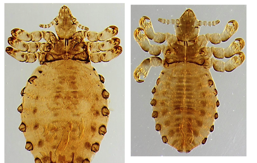 <ul><li><p>Head narrower than thorax (sucking lice)</p></li><li><p>All three pairs of legs are the same size</p></li><li><p>Parategal plates</p></li><li><p>Rectangular thorax</p></li><li><p>Obvious ocular points</p></li></ul>