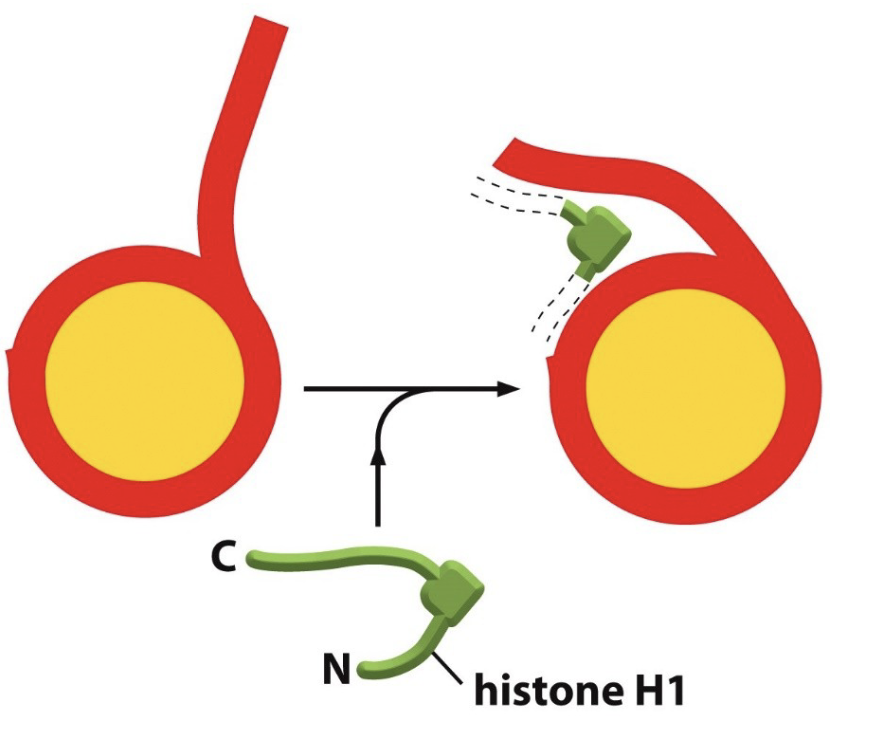 <ul><li><p>Histone H1 binds to the linker DNA and bends it, so that those nucleosomes can twist into a helix or spiral</p></li><li><p>has a long C-terminal that helps bind to chromatin </p></li></ul><p></p>