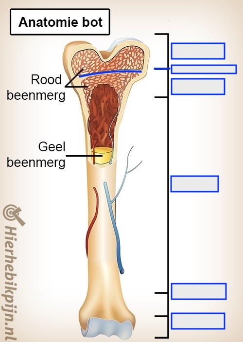 <p>______ is het uiteinde van het bot</p><p>de <span>groeikraakbeenschijf (______) grenst aan de ______.</span></p><p><span>Dit heb je alleen bij kinderen, rond de 21 jaar verbeent dit.</span></p><p>______ is het midden, waar <span>schacht met geel beenmerg zit.</span><br></p>