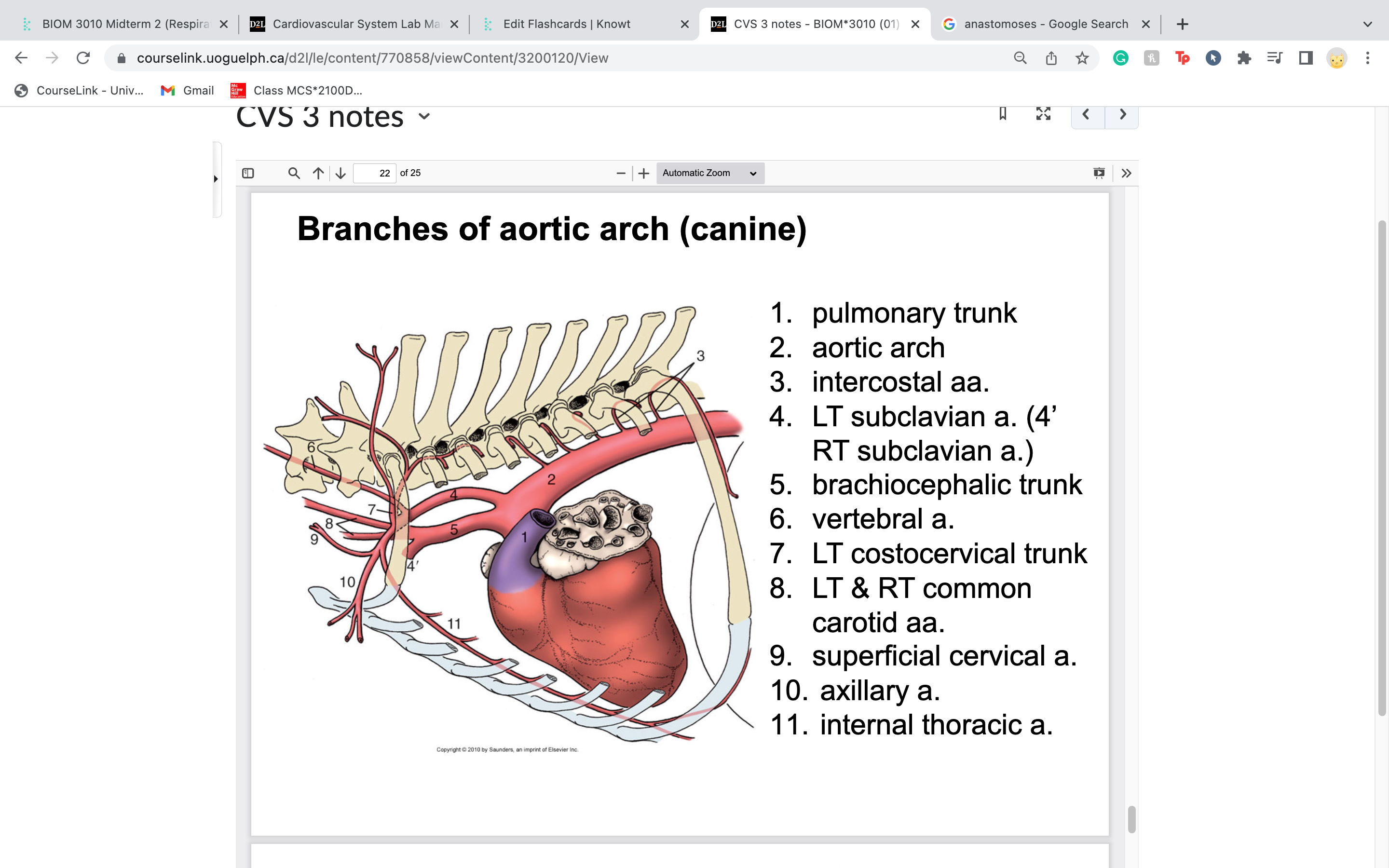 subclavian artery 
once it extends cranial to the first rib and exits the thorax, it becomes the axillary artery in theunderarm region

axilla = armpit