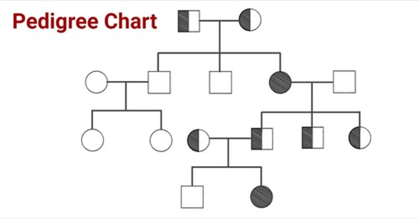 <p>used to trace the pattern of inheritance of a specific characteristic through generations of a family</p>