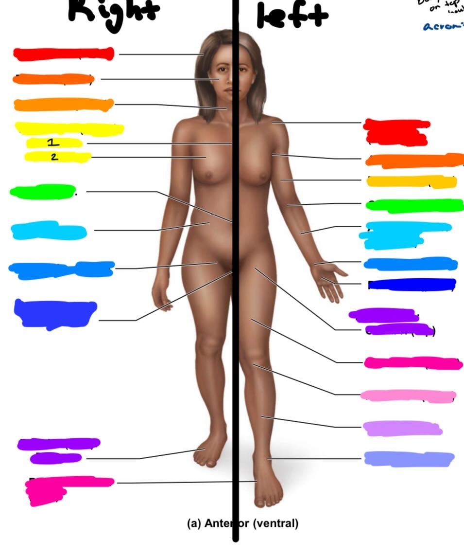 <p>what is darker orange on the RIGHT </p>