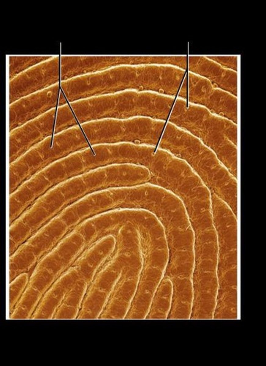 <p>Collectively formed ridges from dermal papillae that enhance gripping ability.</p>