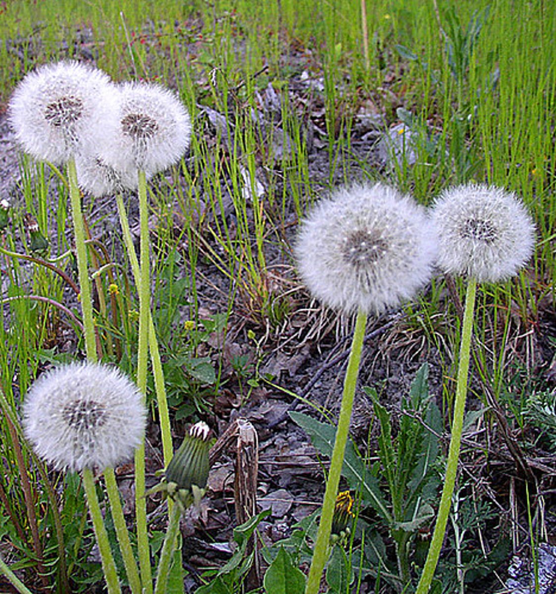 <p>(Indehiscent Fruit) single seeded from inferior ovary</p><p>EX: dandelion</p>