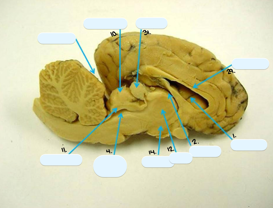 <p>29.</p>