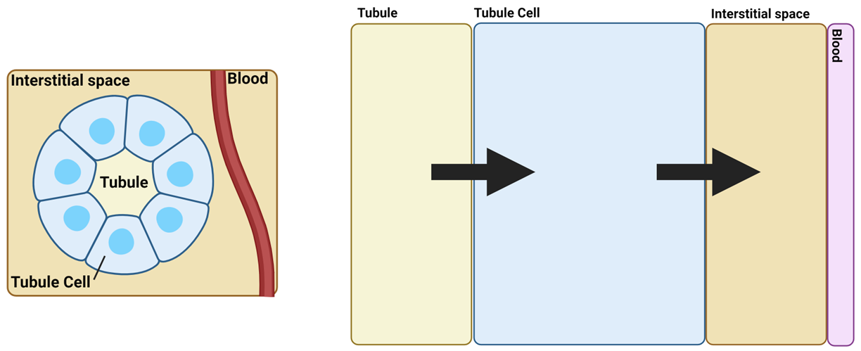 <p></p><p>Arrow 1 - apical surface</p><p>Arrow 2 - basolateral surface</p>