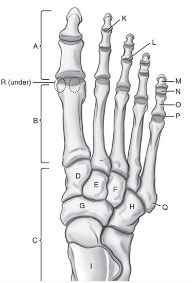 <p>Navicular</p>
