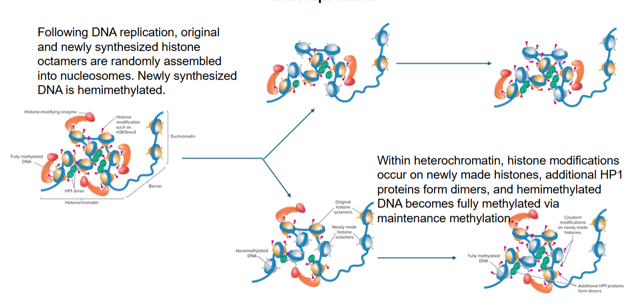<ul><li><p><strong>DNA methylation</strong>: hemimethylated DNA becomes fully methylated via maintenance methylation</p></li><li><p><strong>Histone modifications</strong>: histones recruit chromatin-modifying enzymes and chromatin-remodeling complexes to daughter chromatids</p></li><li><p><strong>DNA pol</strong>: recruit chromatin-modifying complexes</p></li><li><p><strong>Local chromatin structure</strong>: higher-order structure favors reformation of heterochromatin</p></li></ul><p></p>