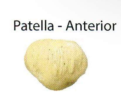 <p>patella</p>