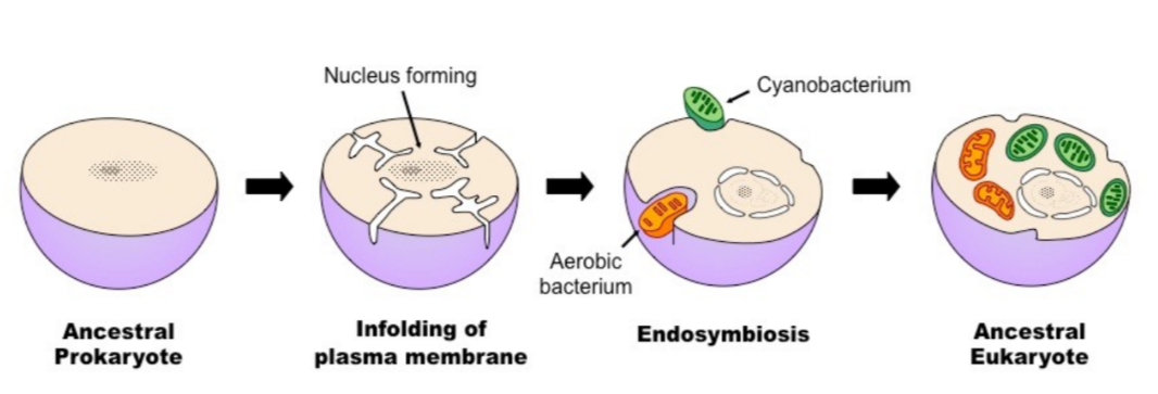 <p>Cell which lives inside another cell with mutual benefit</p><ul><li><p>Eukaryotic cells are believed to have evolved from early prokaryotes that engulfed other cells by phagocytosis</p></li><li><p>Engulfed prokaryotic cell remained undigested as it contributed new functionality to the engulfing cell (e.g. photosynthesis)</p><ul><li><p>Cell lost some of its independent utility and became a supplemental organelle</p></li></ul></li></ul><p></p><p>Evidence in organelles:</p><ul><li><p>Membranes (double membrane bound)</p></li><li><p>Antibiotics (susceptibility)</p></li><li><p>Division (mode of replication)</p></li><li><p>DNA (presence and structural composition)</p></li><li><p>Ribosomes (size)</p></li></ul>