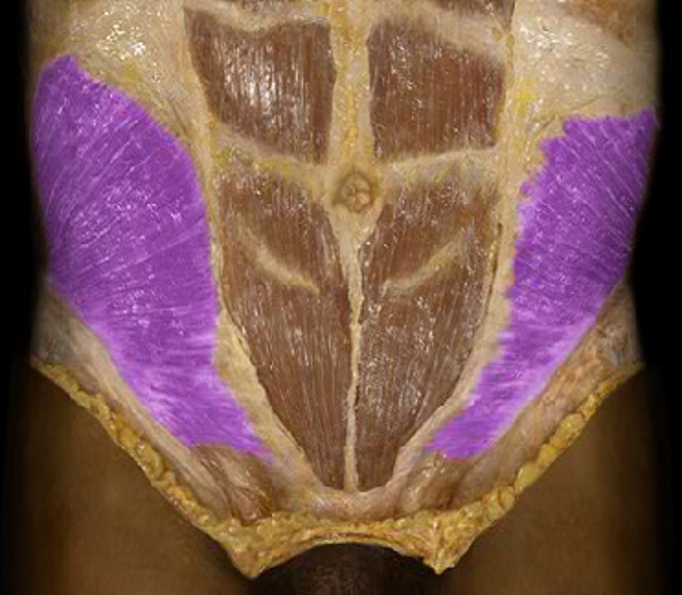 <p>muscle</p>