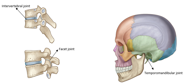 <ul><li><p>Intervertebral joints - symphysis joint</p></li><li><p>Facet joints</p></li><li><p>Temporomandibular joints</p></li></ul><p></p>