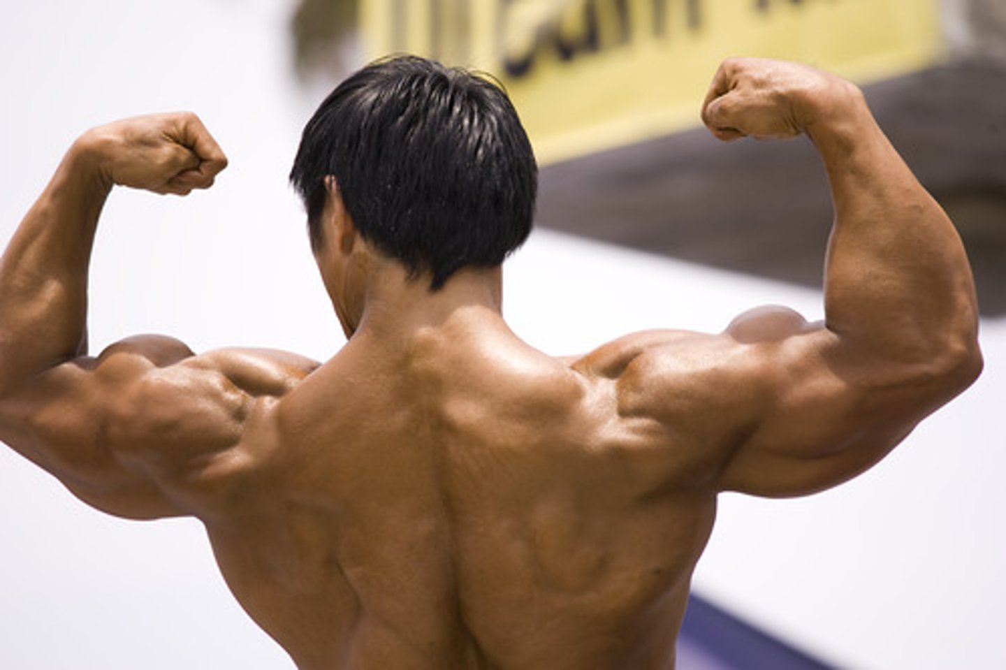 <p>muscle</p>
