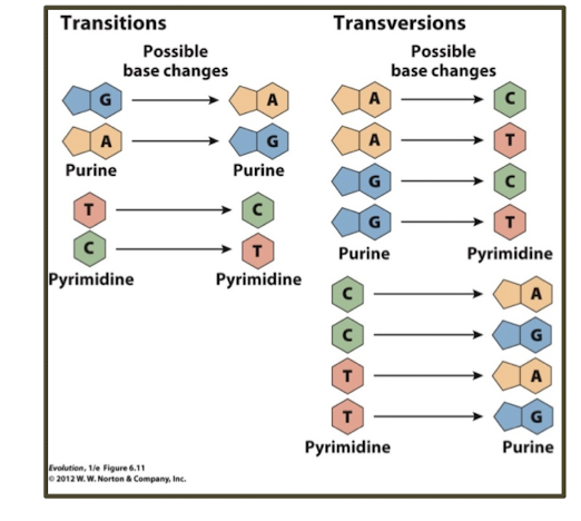 <p>purine to purine or pyrimidine to pyrimidine changes</p>