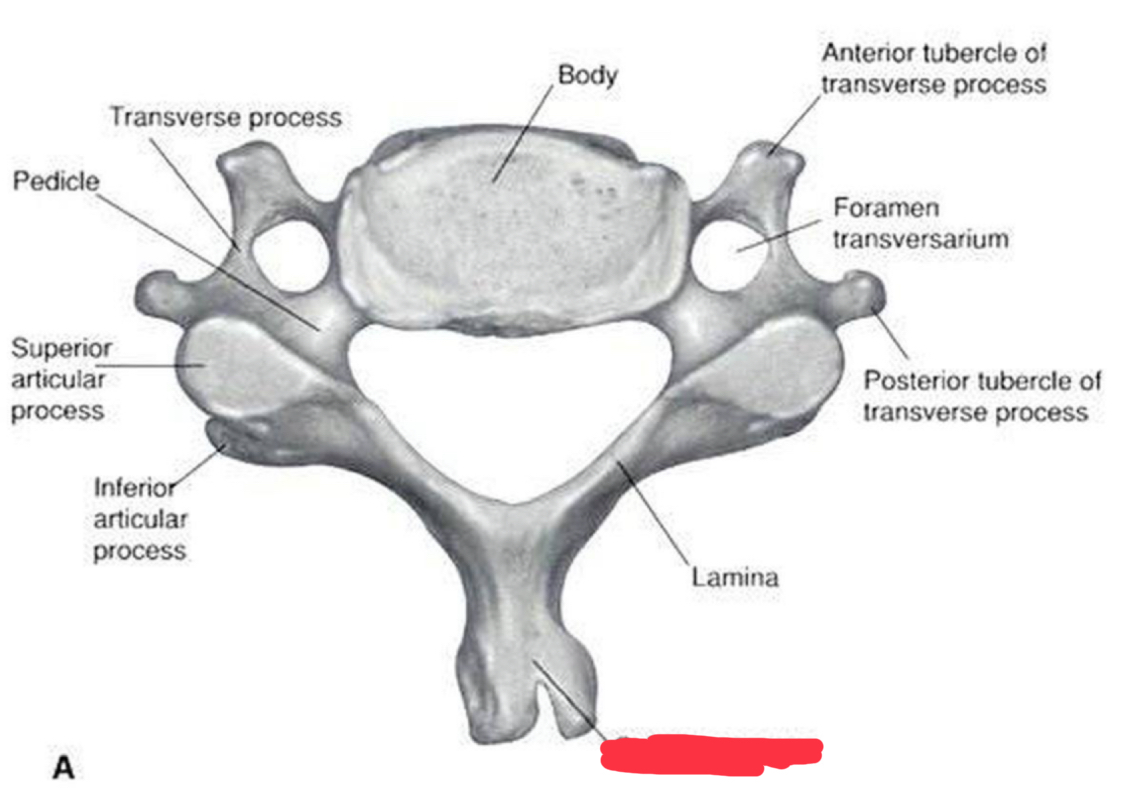 <p>What is this structure?</p>