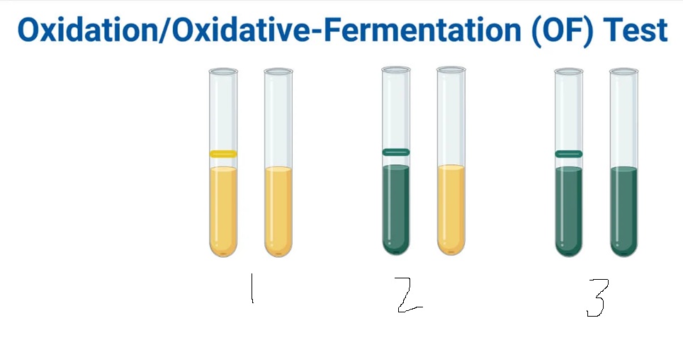 <p>O/F Medium</p>