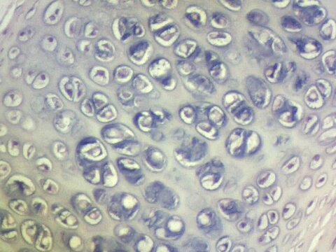 <p>what kind of tissue is this?</p>