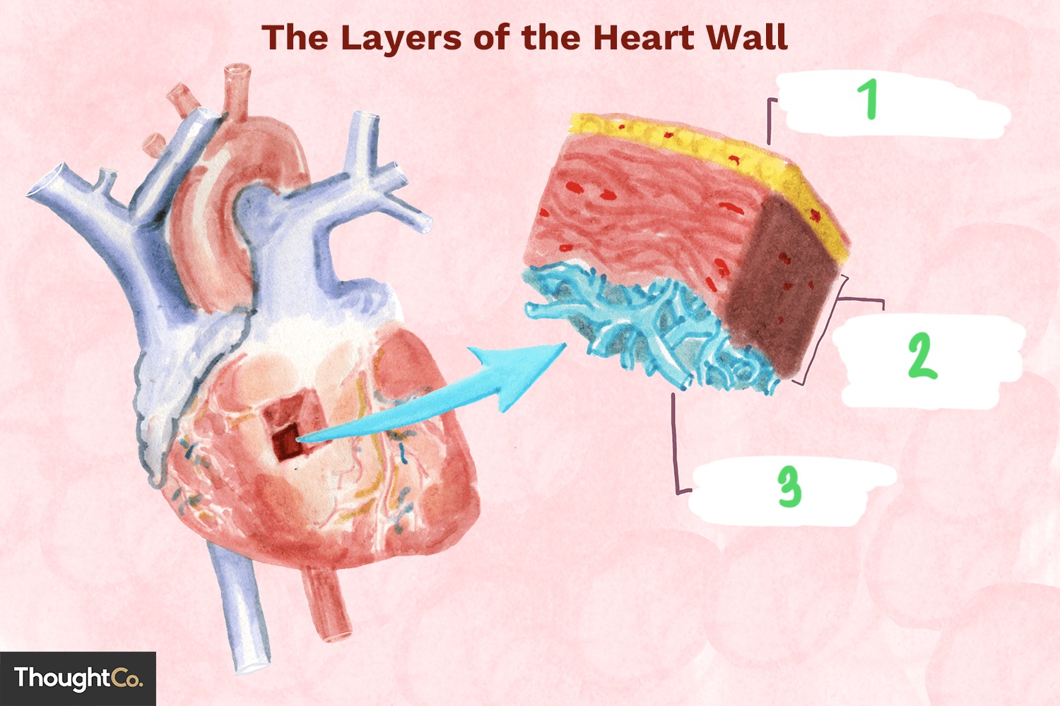 <p>What layer of the heart is 3 </p>