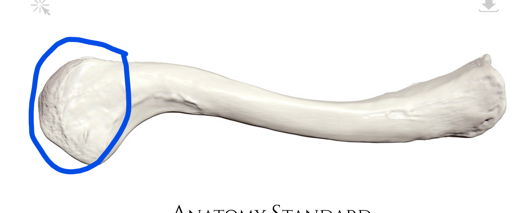<p>Side of clavicle that articulates with the acromion</p>