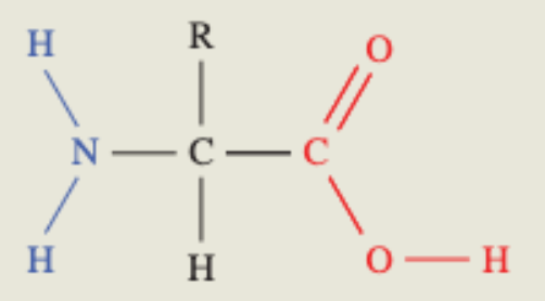 <ul><li><p>These are <strong>polymers</strong> of <strong><u>amino acids</u></strong></p></li><li><p>The general <strong>formula</strong> of amino acids is <strong>H2NCH<u>R</u>COOH</strong> (variable R group —> defines <strong>properties</strong> of protein)</p></li><li><p>Amino acids in proteins are called <strong>2-amino acids</strong> as the main functional groups are attached to the <strong>number 2 carbon</strong></p></li></ul><p></p>