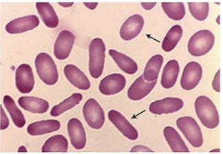 <p>what cells are these?</p>
