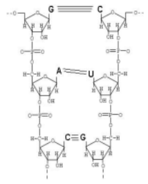 <p>what is wrong with this model of a nucleic acid molecule?</p>