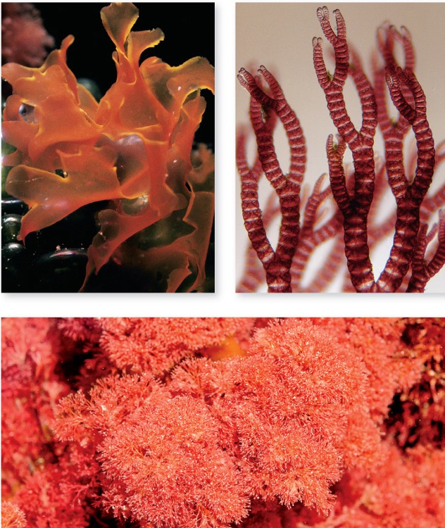 <p>Red Algae</p>