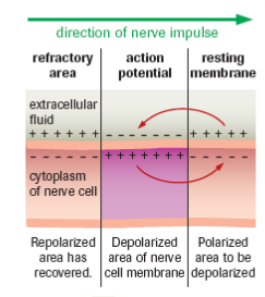 <p>K<sup>+</sup> gates close too slowly, <strong>outside </strong>cell becomes more <strong>positively </strong>charged than <strong>resting potential </strong>(<strong>hyperpolarization</strong>)</p><p>sodium-potassium <strong>pump restores resting </strong>membrane <strong>potential</strong></p><p>membrane <strong>cannot </strong>generate another <strong>action potential </strong>during this time (<strong>refractory period</strong>)</p>