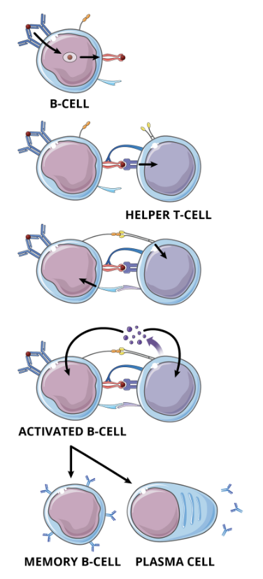 <ul><li><p>the immune system requires the assistance of CD4 helper T cells to stimulate humoral immunity and the differentiation of B cells</p></li><li><p>Upon activation, B cells can differentiate into antibody producing cells</p></li><li><p>T cell dependent activation of B cells is an intricate process that involves specific signals essential to the production of functional plasmocytes and memory B cells</p></li><li><p>the interactions between a T cell and a B cell induces the exchange of activation signals between the two lymphocytes, allowing the activation of strong and efficient humoral immune response</p></li></ul><p></p>