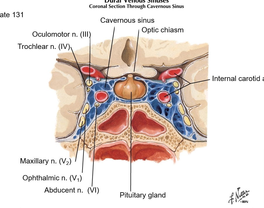 <p>the cavernous sinus sits posterior to the optic chiasm, and surrounds the pituitary gland. see image. </p>