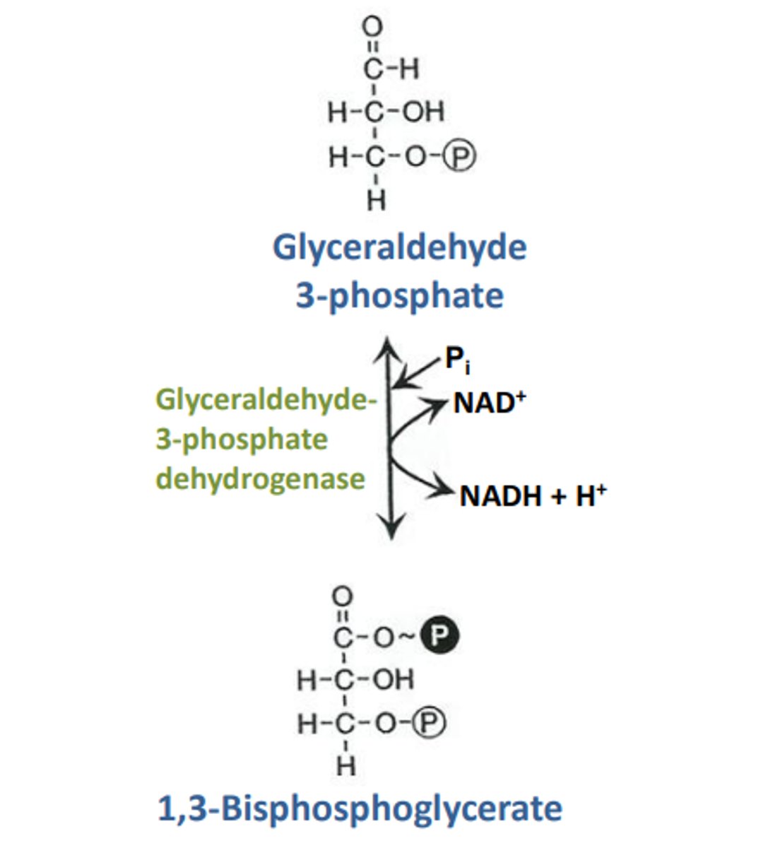 <p>-&gt;Glucose molecule (other monosaccharides enter as different reactants at different points of glycolysis)</p><p>-&gt;2 ATP</p><p>-&gt;2 NAD+</p>