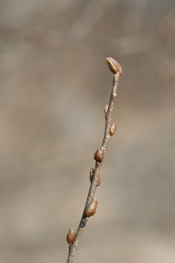 <p>Autumn olive (winter)</p>