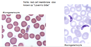 <p>What is the genus, species, and stage of this parasite?</p>