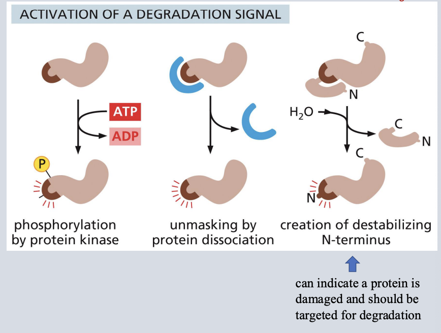 <p>• Signals in the cell result in creating a site that is recognized by a ubiquitin ligase </p><p>• Once the recognition site is created (ex. by phosphorylation or a change in conformation or complex dissociation) a ubiquitin ligase can target the protein for degradation</p>