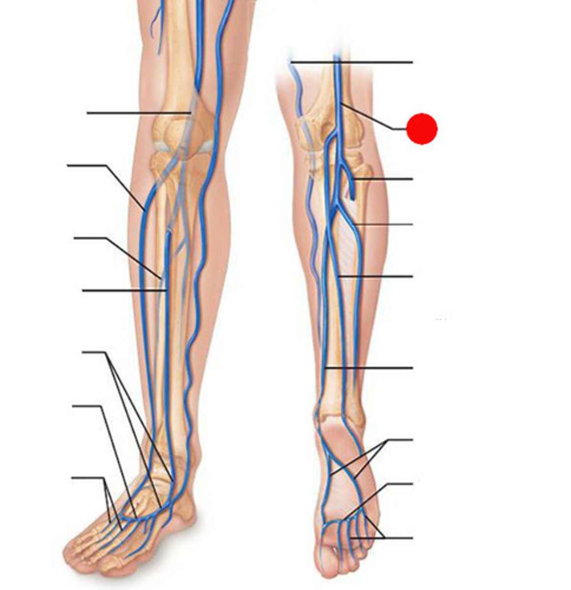<p>The vein that forms when the anterior and posterior tibial veins unite at the knee.</p>