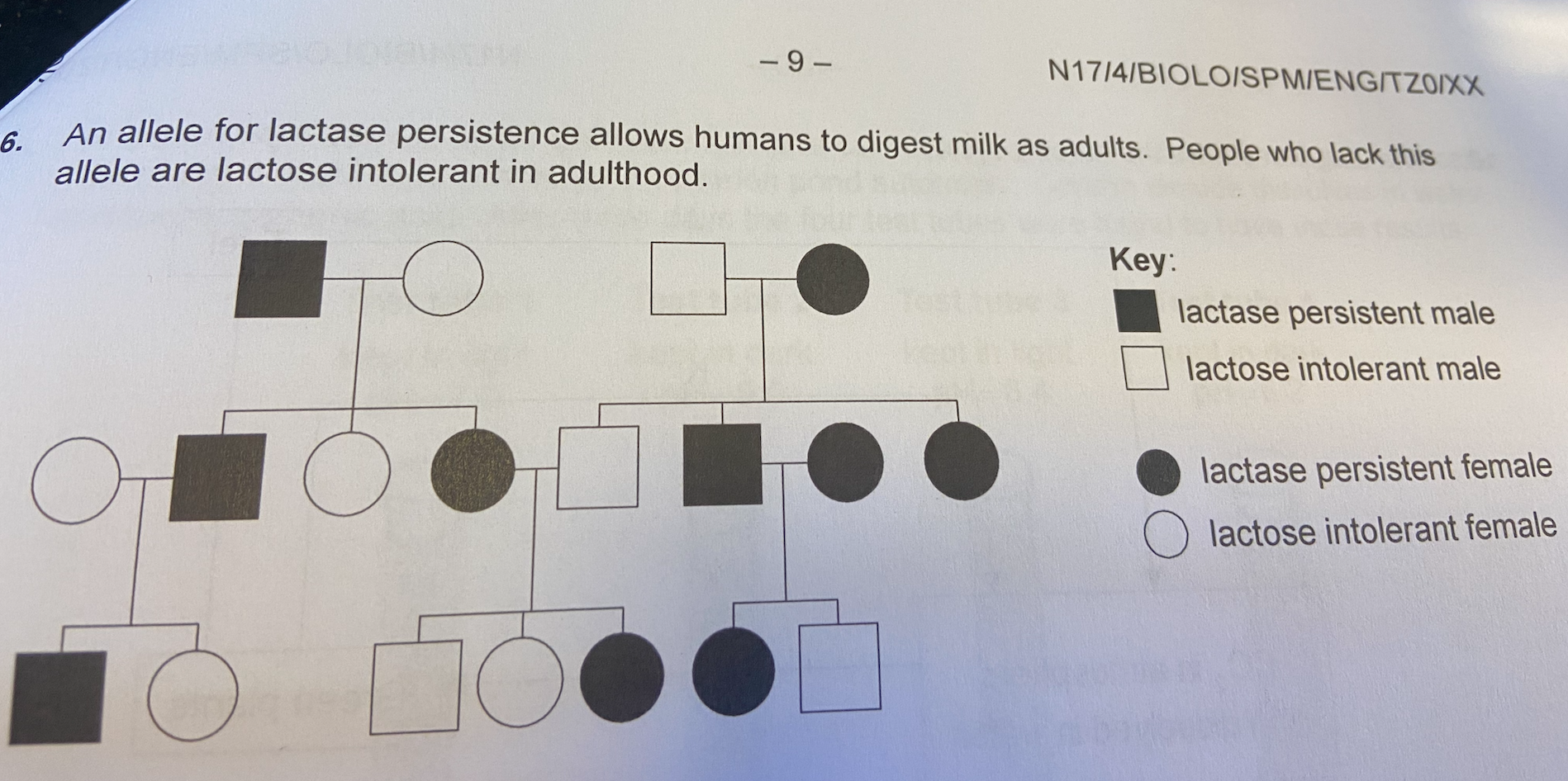 <p>An allele for lactase persistence allows humans to digest milk as adults. People who lack this allele are lactose intolerant in adulthood.</p><p>What is the pattern of inheritance?</p>