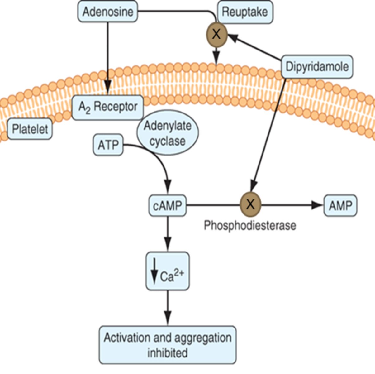 <p>cAMP + H2O -> AMP (inactive)</p>
