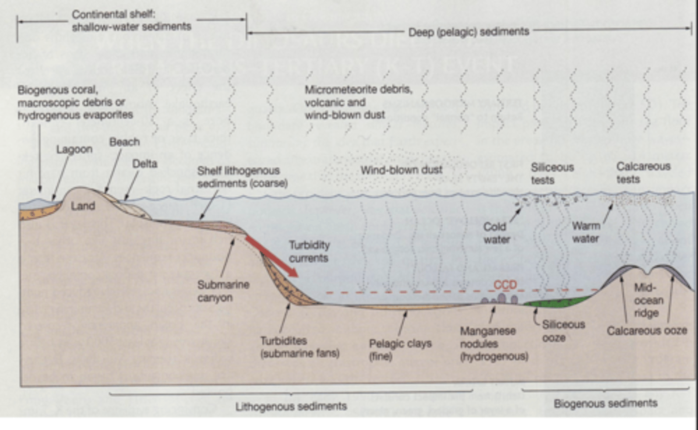 <p>Terrigenous: most by volume, 45% of seafloor</p><p>Biogenic: 55% of seafloor</p>