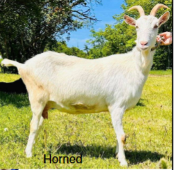 <ul><li><p>Origin: Switzerland</p></li><li><p>Color: white</p></li><li><p>upright ears</p></li><li><p>horned</p></li><li><p>dairy production</p></li></ul><p></p>