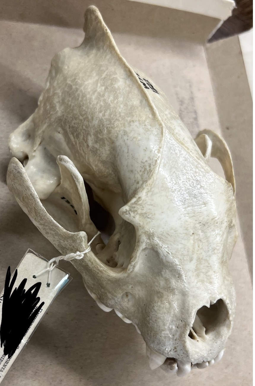 <p>Genus and species?</p>