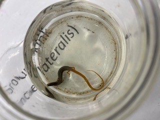 <ul><li><p>small</p></li><li><p>black back, light tail</p></li><li><p>distinct 2 white lines outlined in black</p></li><li><p>pointy head</p></li></ul><p></p>