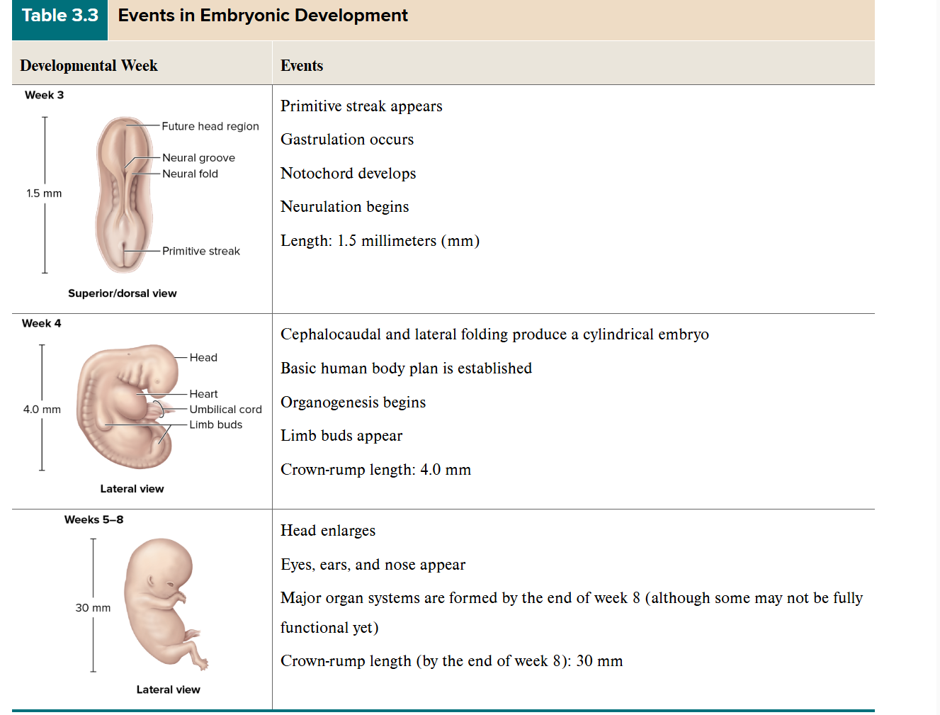 <p>embryonic period </p>