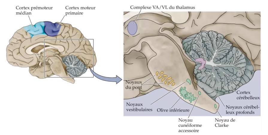 • AVC de l’artère cérébrale moyenne droite (il s’agit du 3ème symptôme le plus fréquent dans tous les cas d’AVC ischémique après l’aphasie -1- et l’hémiparésie -2-).
• Hématomes.
• Tumeurs.
• Traumatismes.
• …