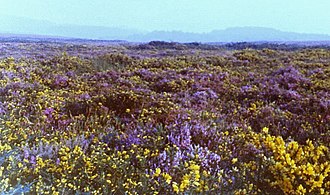 <p>Open shrubland.</p>