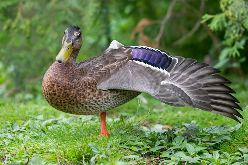 <p>Amas platyrhynchos</p>