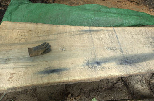 <p>Appearance: blue or black uniform or streaked surface discoloration. Occurs in freshly sawn sapwood or heartwood, contact iron. Caused by metal oxidation and reaction at wood surface, iron tannate. No effect.</p>