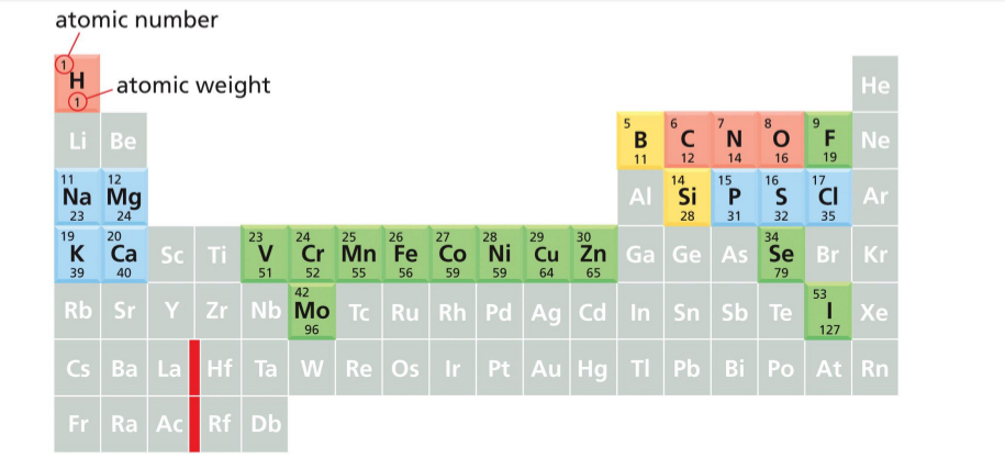 <ul><li><p>Life is dependent on chemical reactions in an aqueous environment both inside and outside the cell.</p></li><li><p>A cell is formed from carbon compounds → generally in combination with nitrogen and oxygen (elements in red) → 99% of human body composition.</p></li><li><p>Some elements are required in lower (blue, 0.9%) or trace amounts (yellow)</p></li><li><p>Atomic number on periodic table is in upper left corner</p></li><li><p>Atomic weight on periodic table is in the middle of each element</p></li></ul><p></p>
